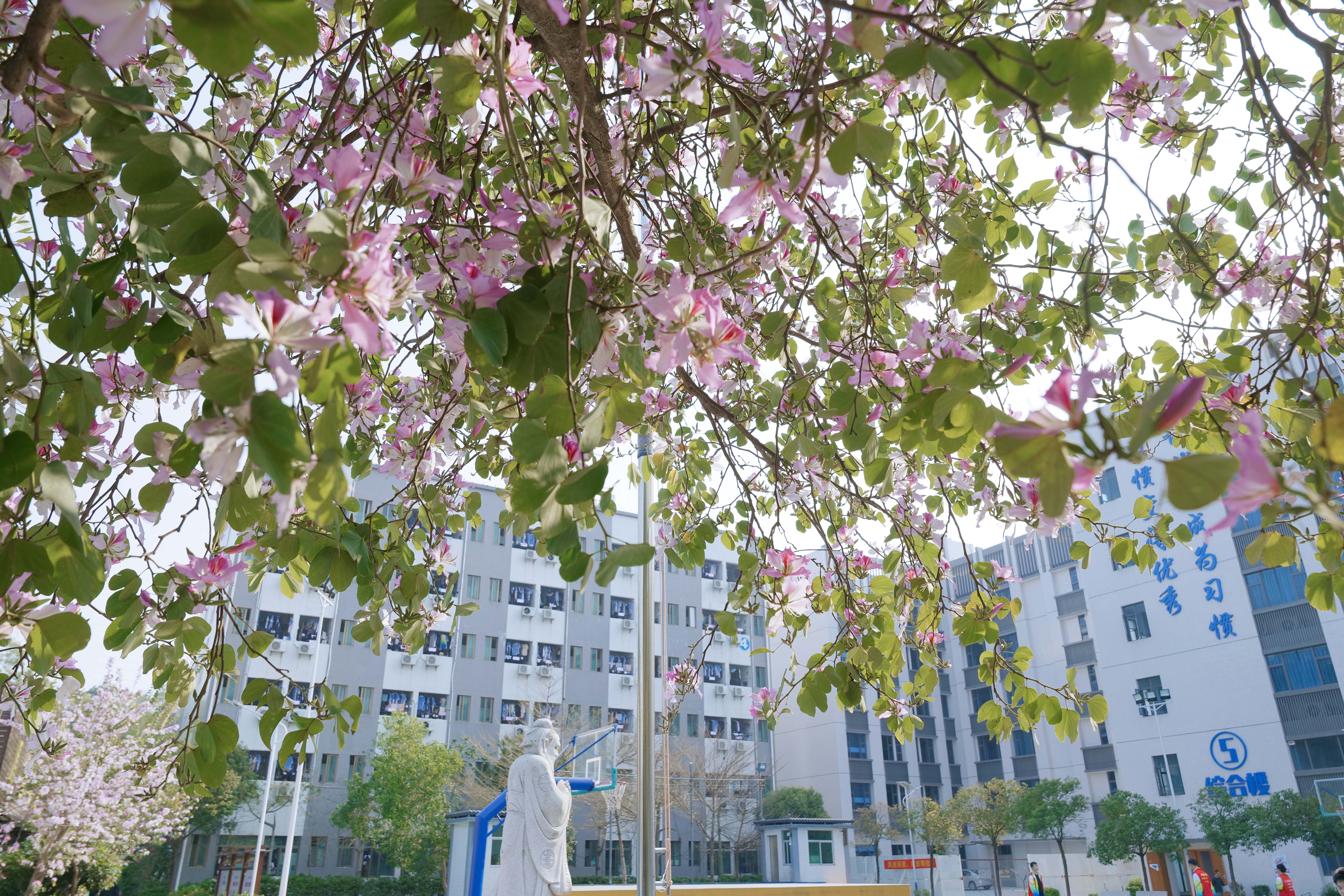 花园式校园绿道